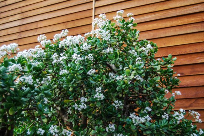 Njega biljaka žada: Potpuni vodič za uzgoj (Crassula Ovata) 6 wop buzvohbhv874ww3304wophh8