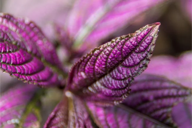 Njega biljke perzijskog štita – kako uzgajati Strobilanthes Dyerianus 4 wop bzg54h89hz47zt49hugh45zgh45uzh54