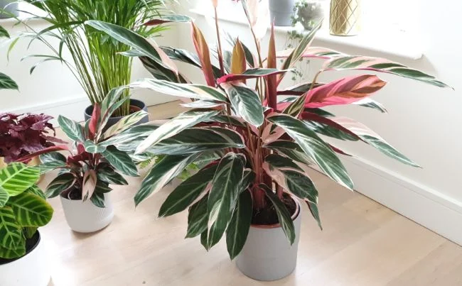Kako se brinuti za Stromanthu Triostar (Stromanthe Sanguinea) 2 wop bzvu54h7804wwhbobourst