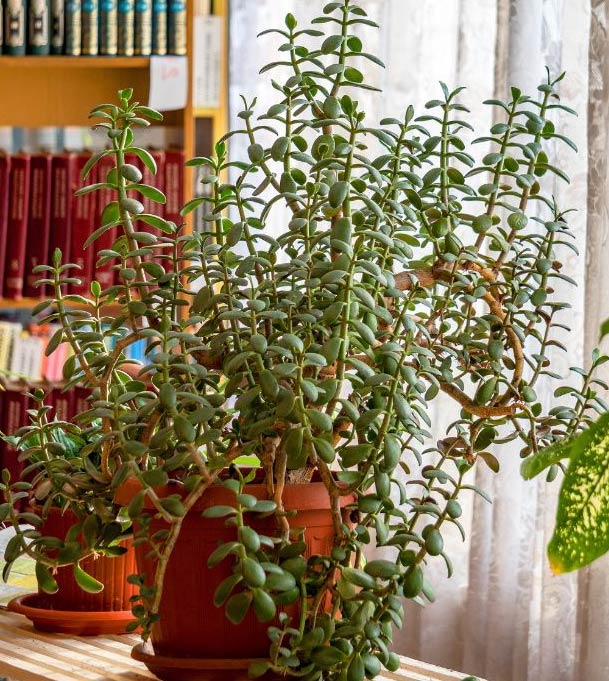 Kako orezati biljku žada (Crassula Ovata) 3 wop egehzaj