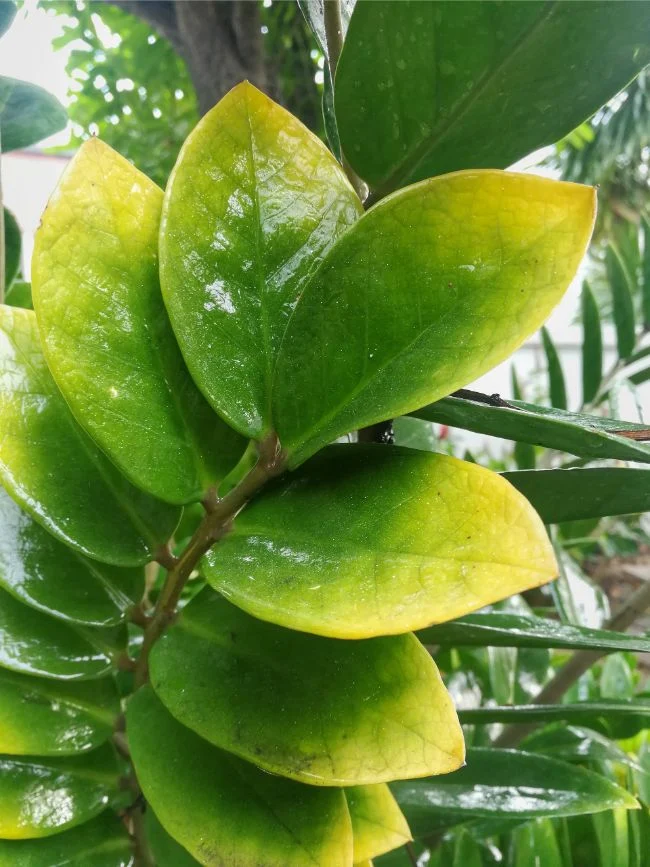 Vodič za zalijevanje zamije (Zamioculcas Zamiifolia) 5 wop fnv43u8z873z78zhgui3h5u5u4io4hjurt