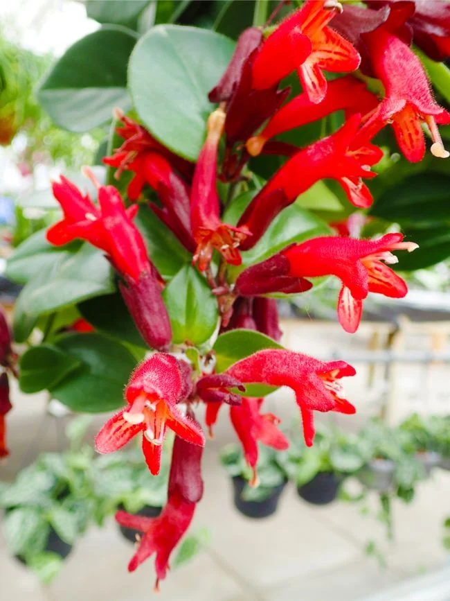 Kako se brinuti za Aeschynanthus Radicans 4 wop g384z9374973h3b4vkl3weheh8934oggq7q7zbgralh4893gr