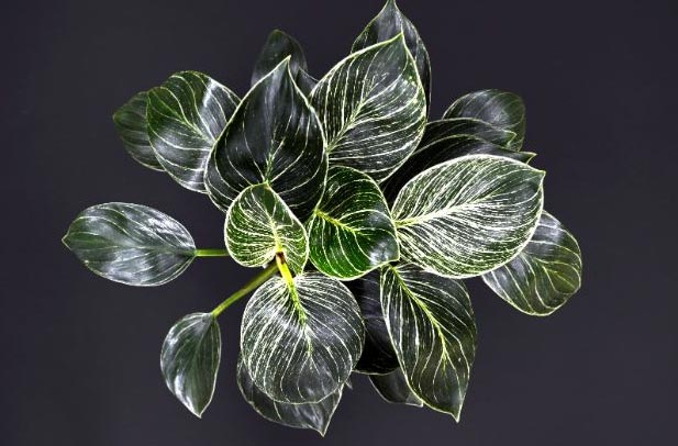 Briga za filodendron birkin (potpuni vodič) 4 wop g83o4hg834q4quig34h34woigig