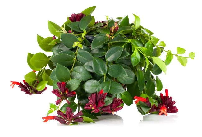 Kako se brinuti za Aeschynanthus Radicans 6 wop g8439z786z367z2qgzuf2iq762t35693iggzui2ergui34aq