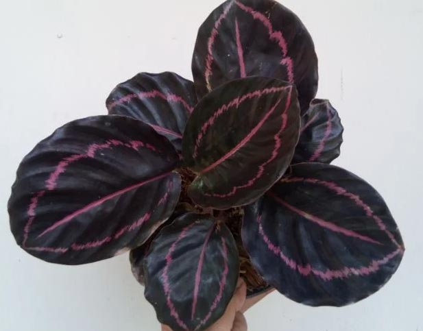 Jednostavna njega kalateje roseopicte 6 wop g87930qjh3hjq0