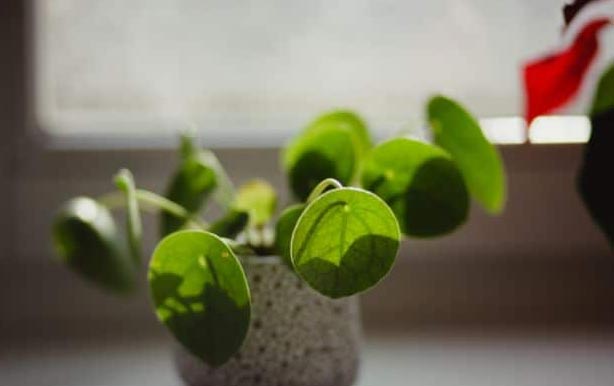 Zašto moja pilea visi? (7 rješenja) 4 wop g89w0jhw39g8hjw3