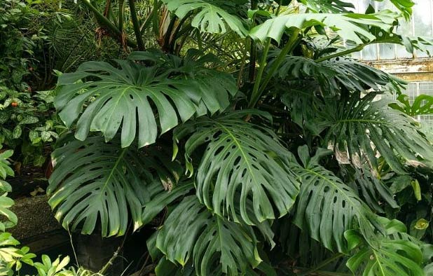 Zašto moja Monstera deliciosa ima žuto lišće? 4 wop ganjglpohpcohcan