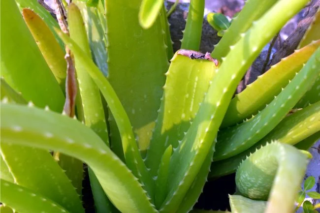 Zašto moja Aloe Vera postaje smeđa? (9 jednostavnih rješenja) 6 wop gbz8v3h78gh327v8hrtbs