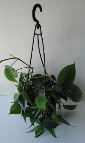 Kako se brinuti za srcolisni filodendron (Philodendron Hederaceum) 4 wop ghj45bohg4uzigh5guujgirshnenueuijlhnnrgs654
