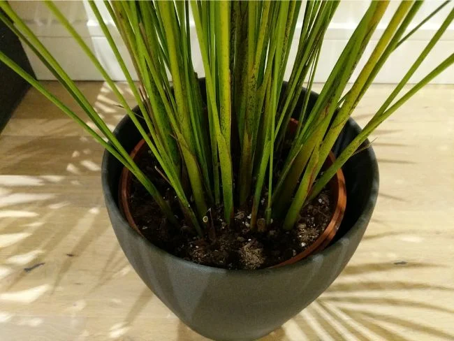8 načina da pomognete Areca Palmi sa smeđim vrhovima i lišćem 5 wop giujh3z4w87tz43879zt8377zthkggjeasagsngn5436htrs