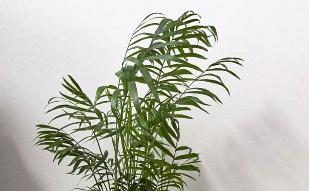 Zašto moja sobna palma visi? (Chamaedorea Elegans) 4 wop gjilajcha