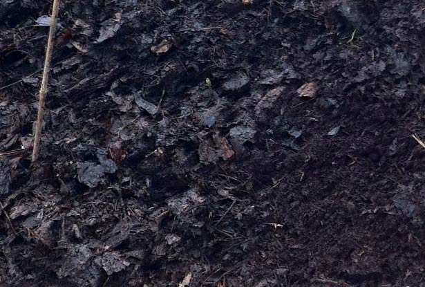 6 sjajnih alternativa tresetnoj mahovini za vaše biljke 7 wop gjkpnaaa