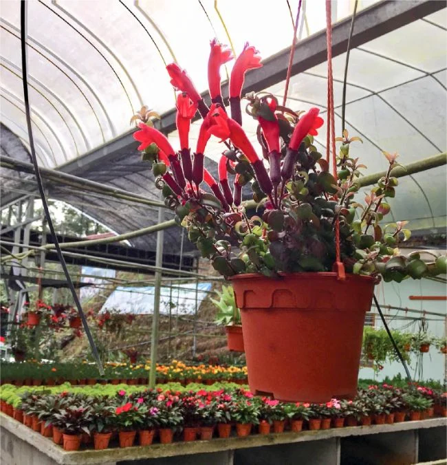 Kako se brinuti za Aeschynanthus Radicans 5 wop gn438z9372z6qhg43ouq8thghgtb3zug448437gzureaw4