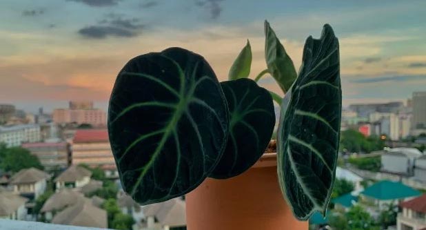 Njega alokazije crnog baršuna(Alocasia Reginula) 4 wop gnjk43n43ch4hwsthrs