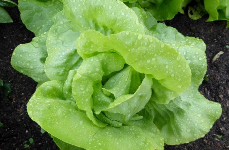 Sadnja, uzgoj i berba salate 4 wop gnzuo4h845oggbiugnb gu445