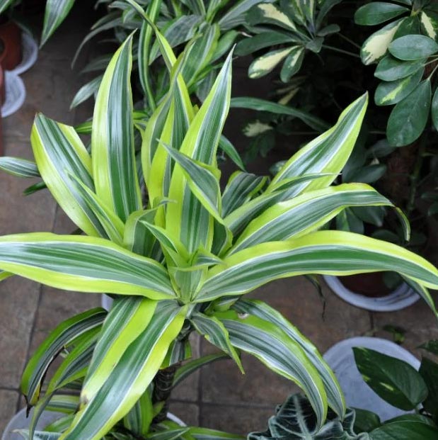 Zašto moja dracena ima smeđe vrhove (Dracaena Fragrans) 3 wop gouihphjsp