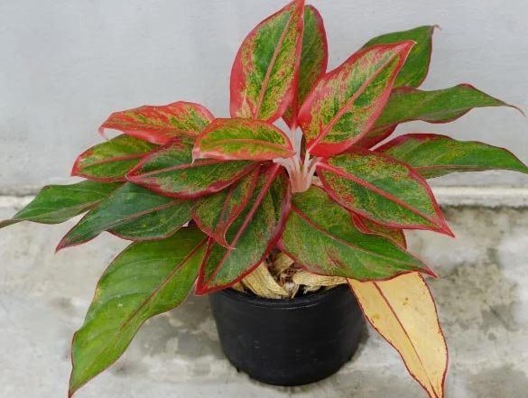 Zašto moja aglaonema ima žuto lišće? 5 wop h6l2hblujbnho34b7n2lckcol23344m54c43m65k