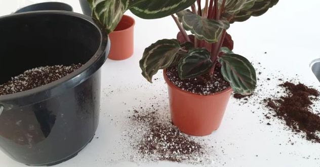Kako presaditi kalateju– vodič korak po korak 5 wop h78g30h3547g7g3