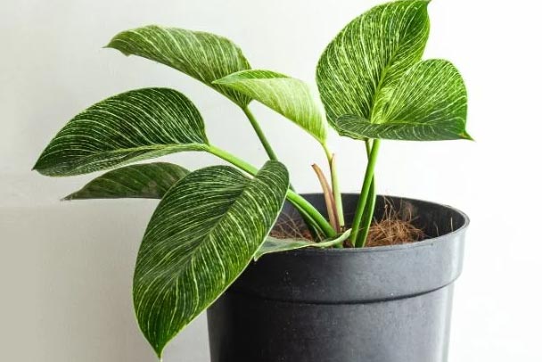 Briga za filodendron birkin (potpuni vodič) 6 wop h78w3gh83wgwjpgs