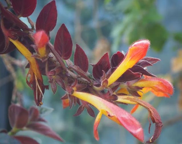 Njega biljaka zlatne ribice (Columnea Gloriosa) 3 wop h83jh893jh
