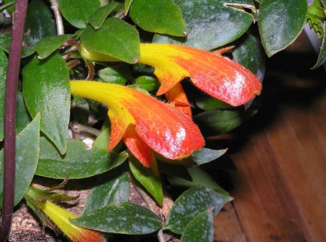 Njega biljaka zlatne ribice (Columnea Gloriosa) 6 wop hb8g9034h835hj83e