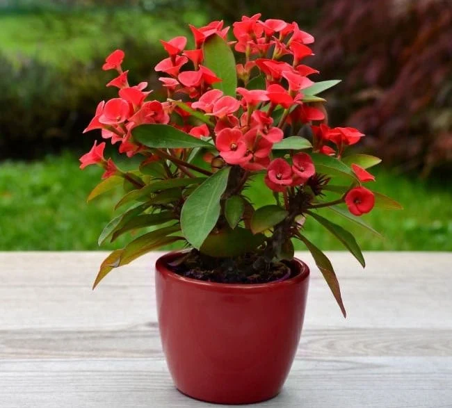 Njega trnove krune (Euphorbia Milii) 2 wop hg45zugzu45g6zu4g56uz354zu6g4uz3g6jhz54gh654