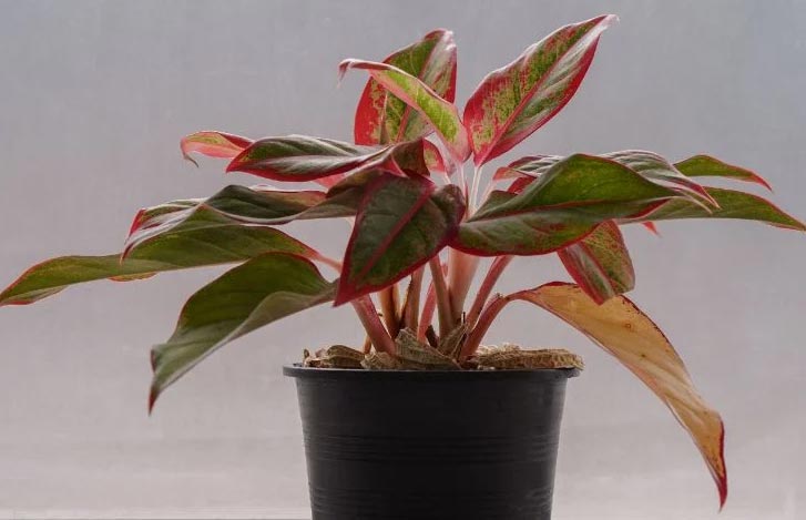 Zašto moja aglaonema visi? 4 wop hg809h38p944
