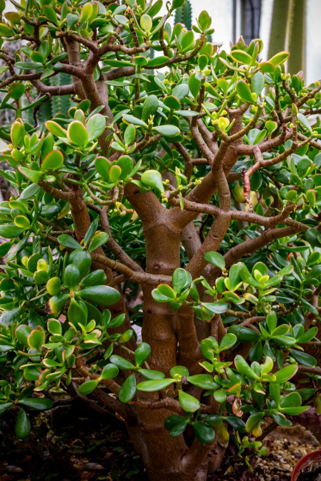 Njega biljaka žada: Potpuni vodič za uzgoj (Crassula Ovata) 8 wop hg870348u3whgg0840hg8whtruspiitjisoorr
