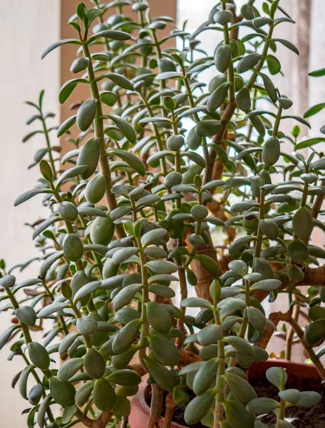Kako pomoći dugonogoj biljci žada (Crassula Ovata) 5 wop hi3j89j9juh58ji8jihthkhr4iomjek