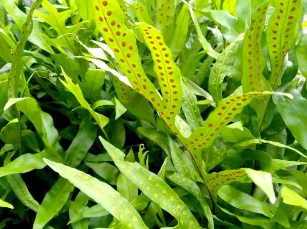 Njega phlebodiuma – uzgojite prekrasan Phlebodium aureum 6 wop hj54okkll433bhj3