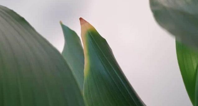 Zašto moja aspidistra ima smeđe lišće? 4 wop hj5ej6565e6d5jdj