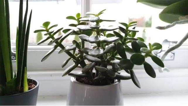 Kako pomoći dugonogoj biljci žada (Crassula Ovata) 3 wop hjg48509393hj853499hjj
