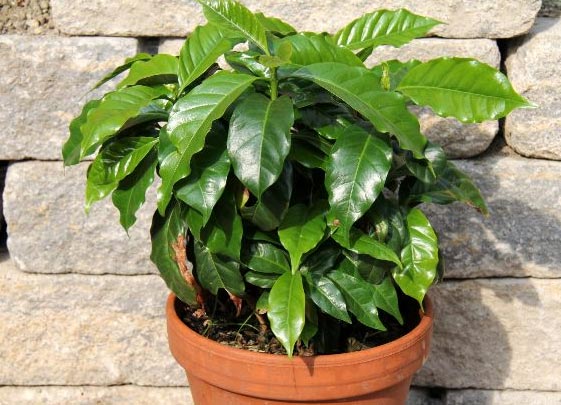 Njega biljke kave u zatvorenom prostoru (Coffea arabica) 5 wop hjlk3bli7li3kkbn7lkjkcjc66n