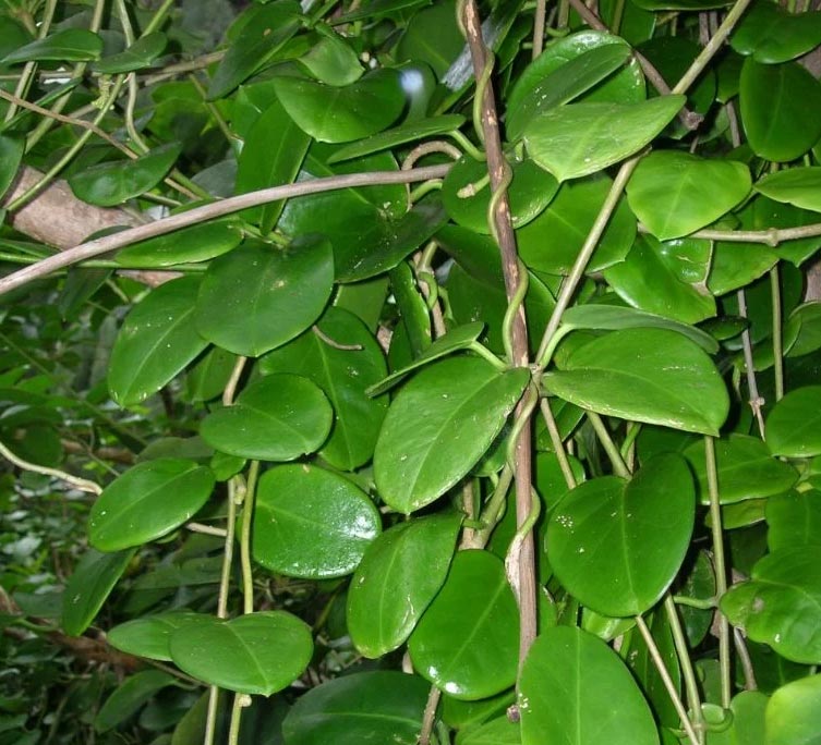 Jednostavna njega Hoye Australis 7 wop hjng84092h849vh4923030
