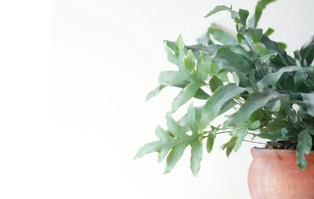 Njega phlebodiuma – uzgojite prekrasan Phlebodium aureum 5 wop hjo56z34z34bbl735uu