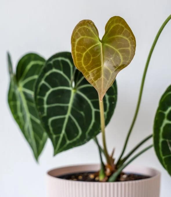 Njega anturija (Anthurium clarinervium) - potpuni vodić 3 wop hoji5443b3buj3ii