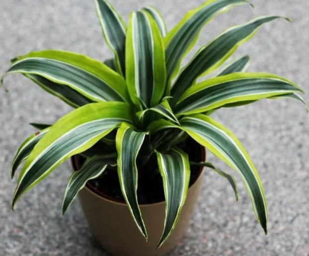 Zašto moja dracena ima smeđe vrhove? 4 wop hzib3456ibnli34n7l34