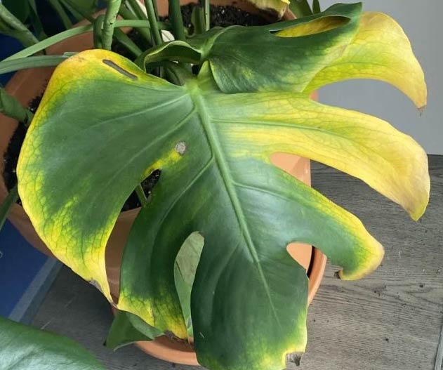Zašto moja Monstera deliciosa ima žuto lišće? 5 wop iugpalcah