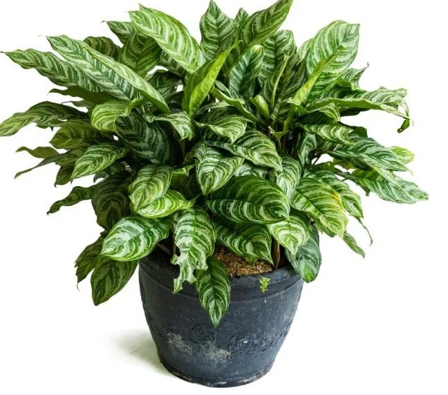 Zašto moja aglaonema ima žuto lišće? 4 wop j6knb2ln325nm3j7mco3
