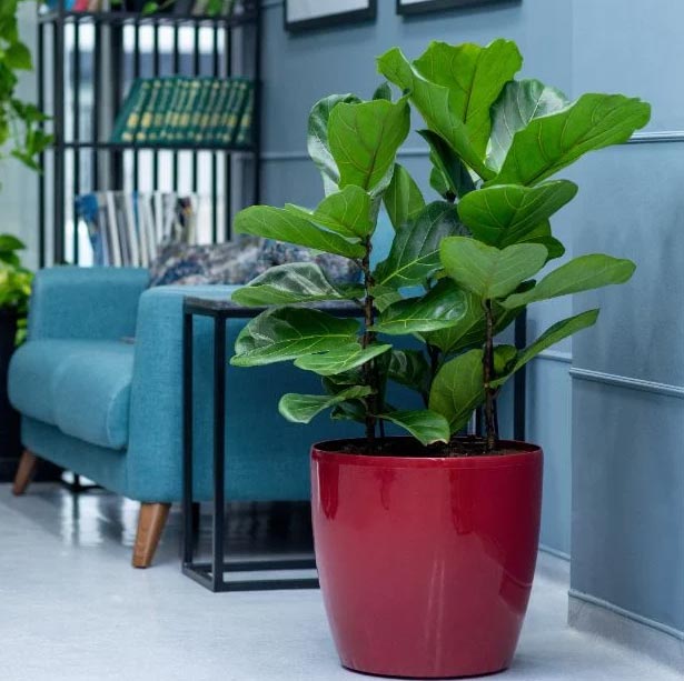 Njega fikusa Audrey (Ficus benghalensis) 4 wop jhl3b47njeinc43kl4cm