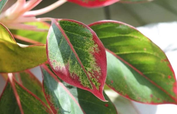 Zašto moja aglaonema ima žuto lišće? 3 wop jhonb43joon7lik33nl7ci