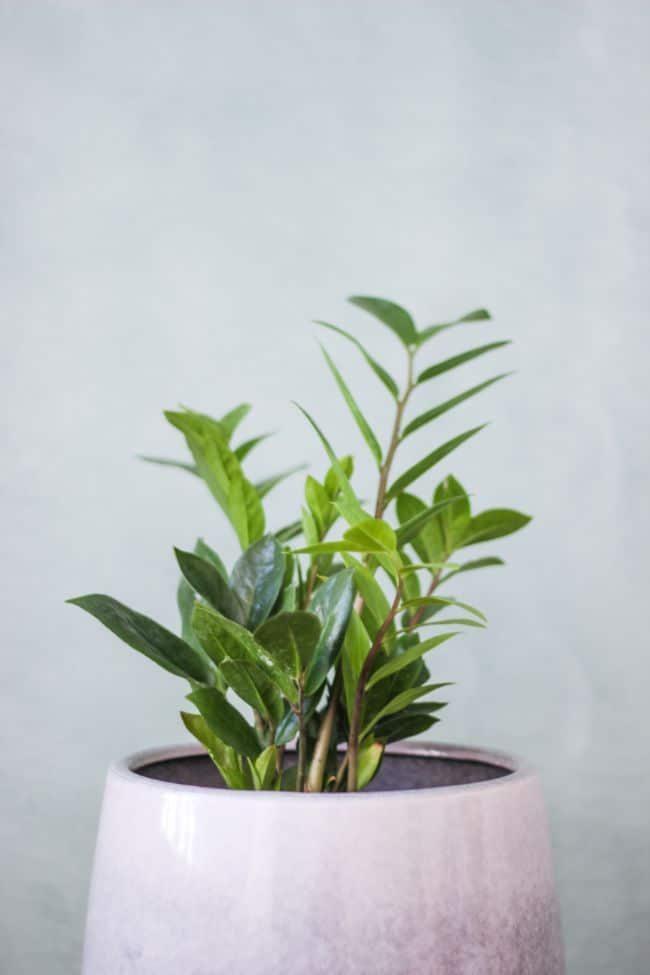 Vodič za zalijevanje zamije (Zamioculcas Zamiifolia) 3 wop jigvh45u8gzh4879gh4uzhw3u44izzhg4uwzikkgg5w