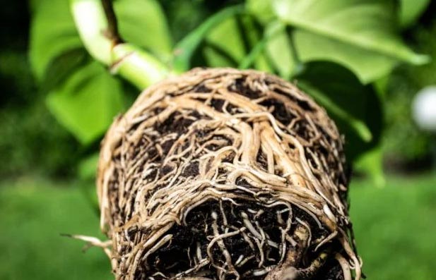 Rhizom und Wurzel – was ist der Unterschied? 3 wop jk54l6nju4lc5c5n84c5