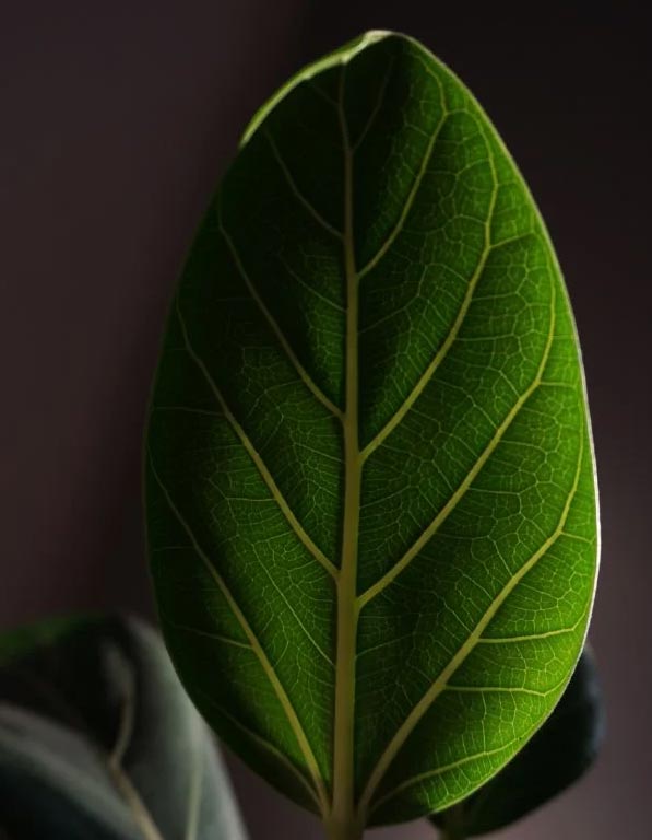 Njega fikusa Audrey (Ficus benghalensis) 5 wop jkncl34njk7n3coknm3c