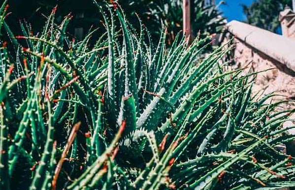 Zašto moja aloe vera visi? 9 Uzroci i rješenja 3 wop jknpalnhae