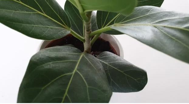 Njega fikusa Audrey (Ficus benghalensis) 7 wop jlkn34kjc43ccmc8477m