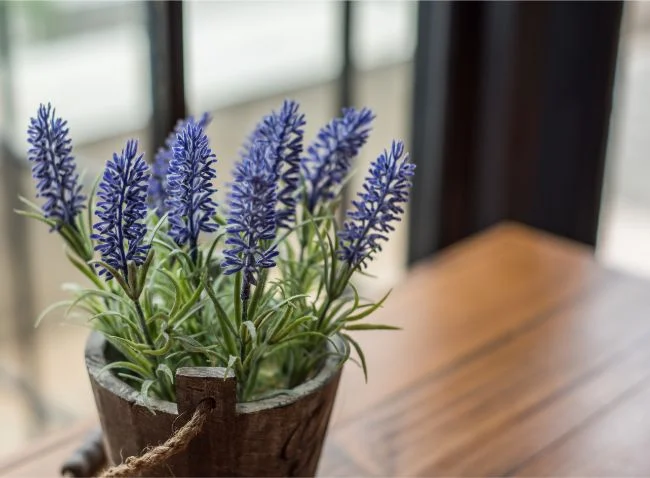 Actuación Terraplén software Cómo Cuidar La Lavanda En Interiores - 9 Consejos Básicos - Organic Pereglin