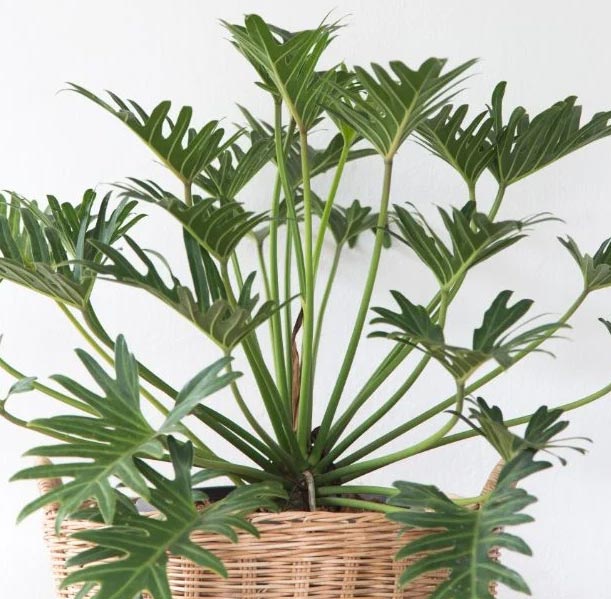 Njega filodendrona xanadu (Thaumatophyllum xanadu) 5 wop kh3nlpiiu7j3cn7376