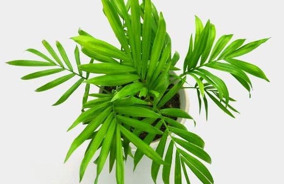 Zašto moja sobna palma visi? (Chamaedorea Elegans) 5 wop klcamebccsamh