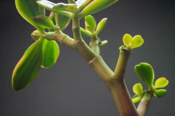 Kako orezati biljku žada (Crassula Ovata) 5 wop klgaemnschae